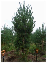 посадочный материал, садовый центр