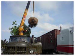 посадочный материал, садовый центр