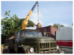 посадочный материал, садовый центр