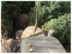 посадочный материал, садовый центр