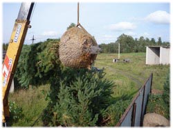 посадочный материал, садовый центр