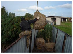 посадочный материал, садовый центр