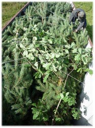 посадочный материал, садовый центр