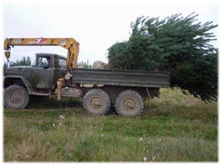 посадочный материал, садовый центр