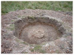 посадочный материал, садовый центр