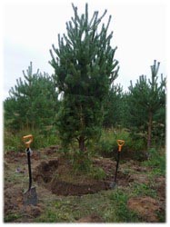 посадочный материал, садовый центр