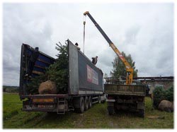 посадочный материал, садовый центр