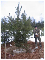 посадочный материал, садовый центр