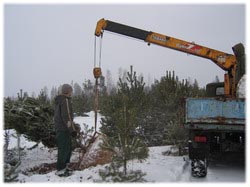 посадочный материал, садовый центр