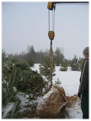 посадочный материал, садовый центр