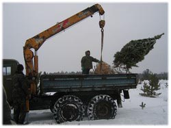 посадочный материал, садовый центр