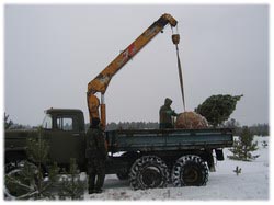 посадочный материал, садовый центр