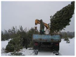 посадочный материал, садовый центр
