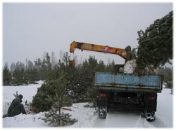 посадочный материал, садовый центр