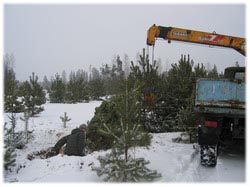 посадочный материал, садовый центр