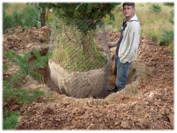 посадочный материал, садовый центр