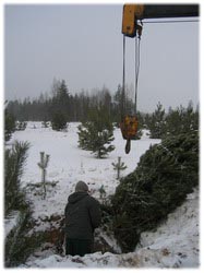 посадочный материал, садовый центр