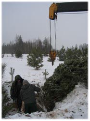 посадочный материал, садовый центр