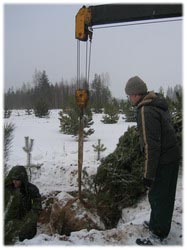 посадочный материал, садовый центр