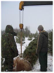 посадочный материал, садовый центр