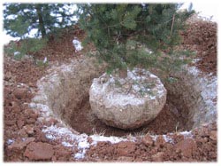 посадочный материал, садовый центр