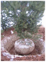 посадочный материал, садовый центр