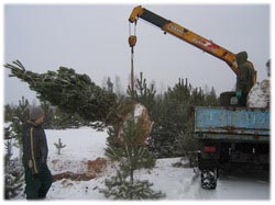 посадочный материал, садовый центр