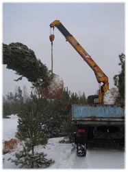 посадочный материал, садовый центр
