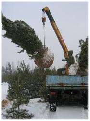 посадочный материал, садовый центр