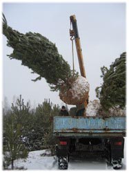 посадочный материал, садовый центр