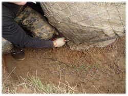 посадочный материал, садовый центр