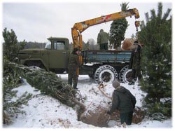 посадочный материал, садовый центр