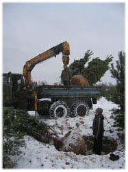 посадочный материал, садовый центр