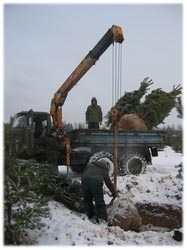 посадочный материал, садовый центр