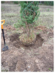 посадочный материал, садовый центр