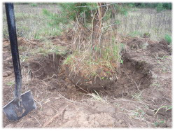 посадочный материал, садовый центр