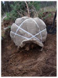 посадочный материал, садовый центр