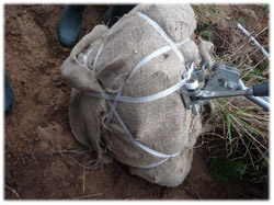 посадочный материал, садовый центр