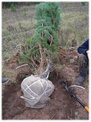 посадочный материал, садовый центр