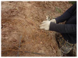 посадочный материал, садовый центр