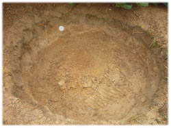 посадочный материал, садовый центр