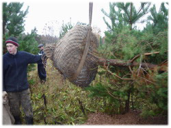 посадочный материал, садовый центр