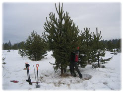 посадочный материал, садовый центр