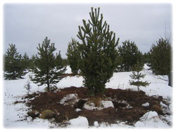 посадочный материал, садовый центр