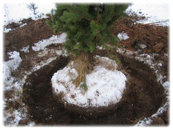 посадочный материал, садовый центр