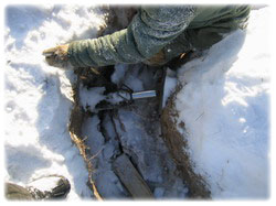 посадочный материал, садовый центр