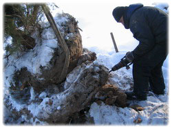 посадочный материал, садовый центр