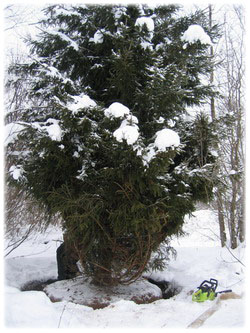 посадочный материал, садовый центр