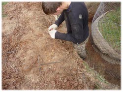 посадочный материал, садовый центр