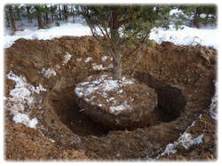 посадочный материал, садовый центр